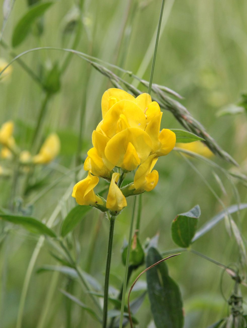 Изображение особи Lathyrus pratensis.