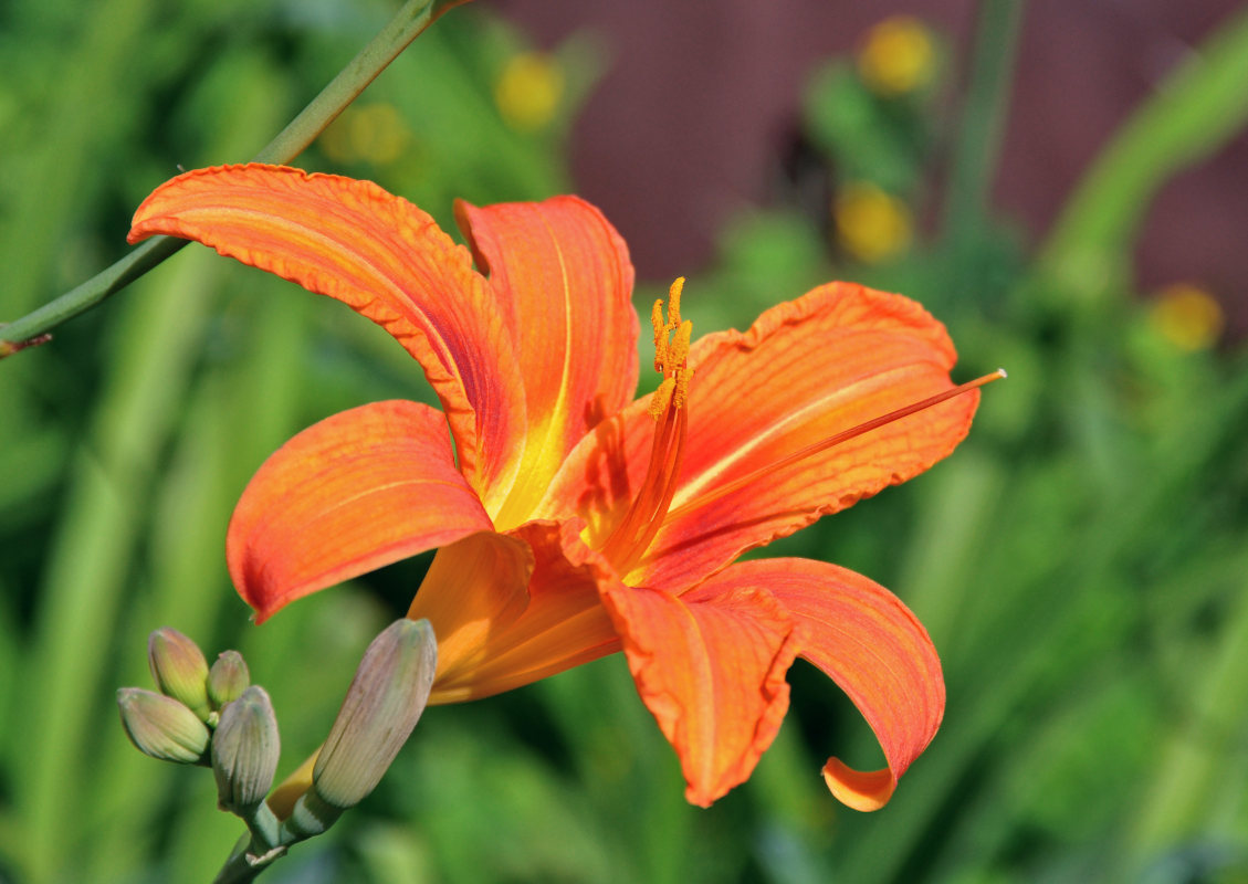 Image of Hemerocallis &times; hybrida specimen.