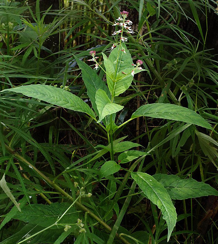 Image of Circaea lutetiana ssp. quadrisulcata specimen.
