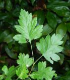 Crataegus pentagyna. Верхушка побега. Краснодарский край, городской округ Сочи, мкр-н Хоста, восточный склон горы Ахун, реликтовая тисо-самшитовая роща. Июль 2020 г.