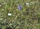 Campanula ruthenica