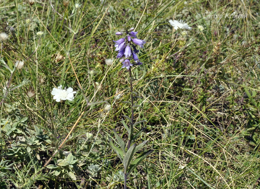 Изображение особи Campanula ruthenica.