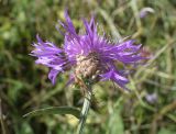 Centaurea subspecies vinyalsii