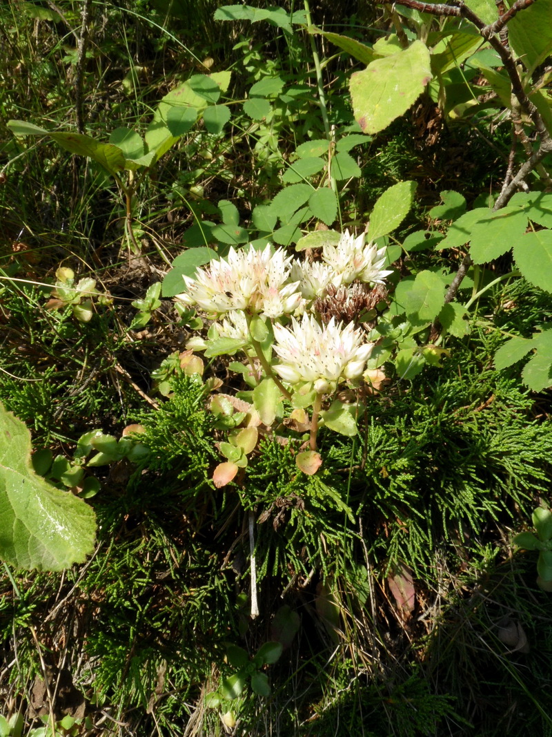 Изображение особи род Sedum.