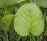 Telekia speciosa