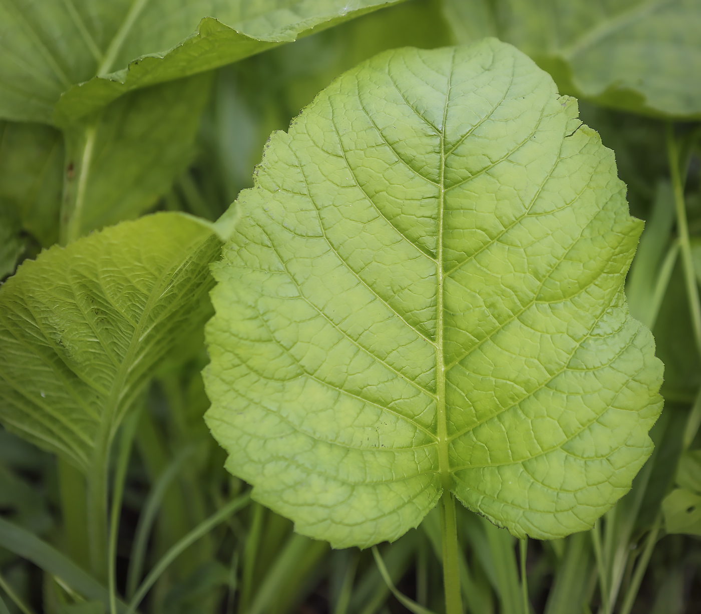 Изображение особи Telekia speciosa.