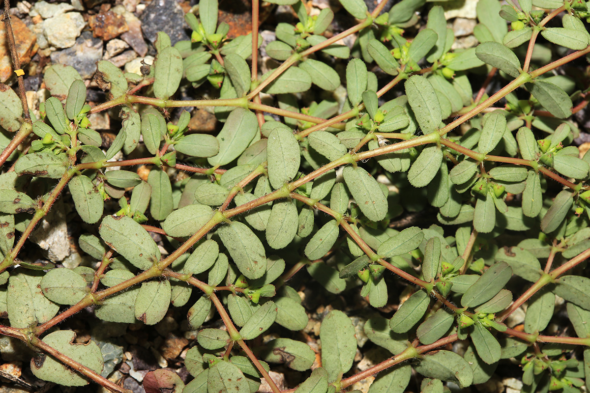 Image of Euphorbia humifusa specimen.