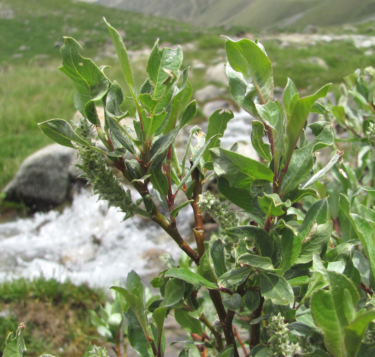 Изображение особи Salix pantosericea.