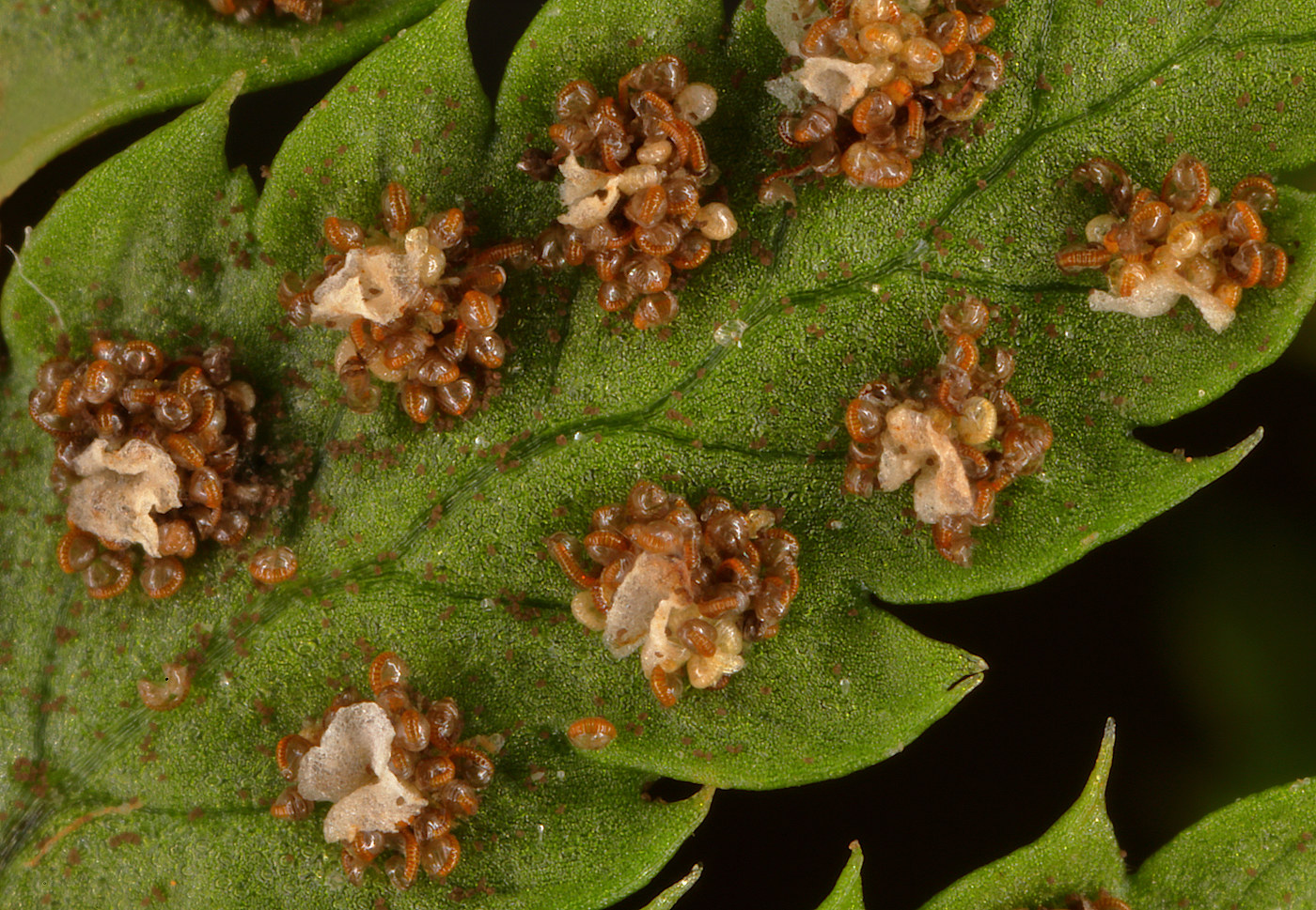 Image of Dryopteris carthusiana specimen.
