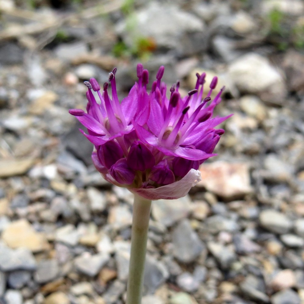 Image of Allium komarowii specimen.