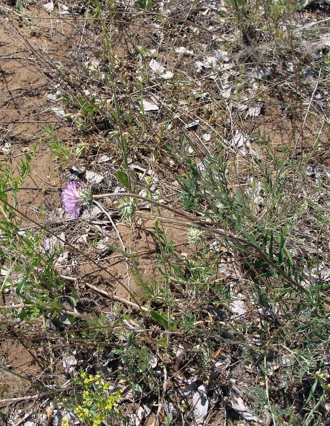 Image of Jurinea ewersmannii specimen.