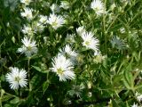 Fimbripetalum radians