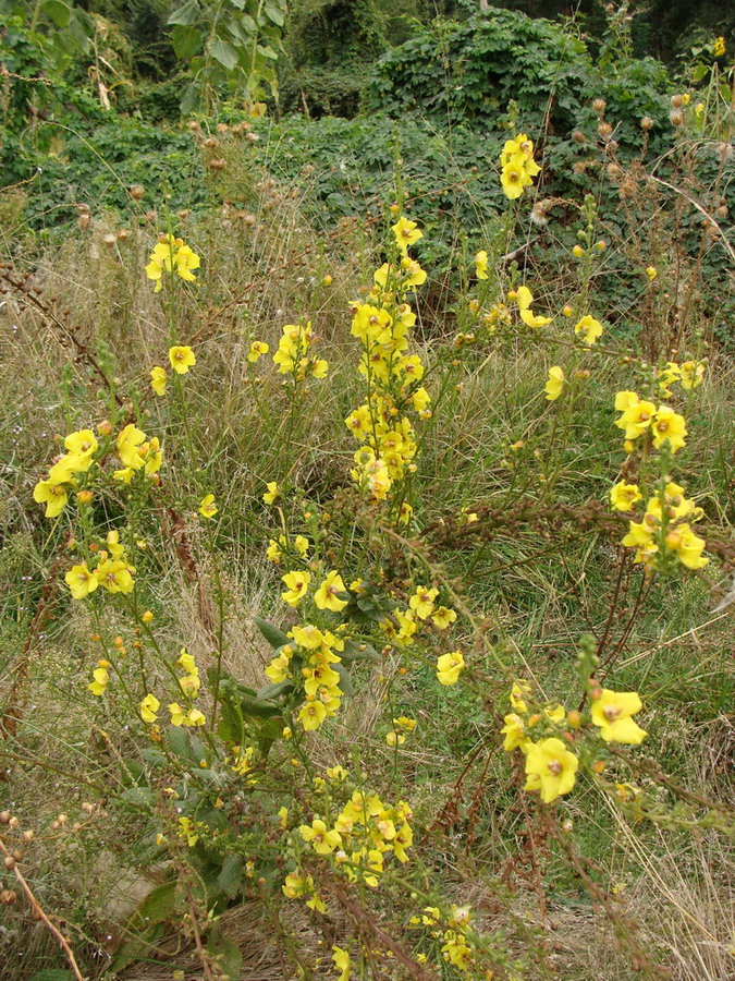 Image of Verbascum blattaria specimen.