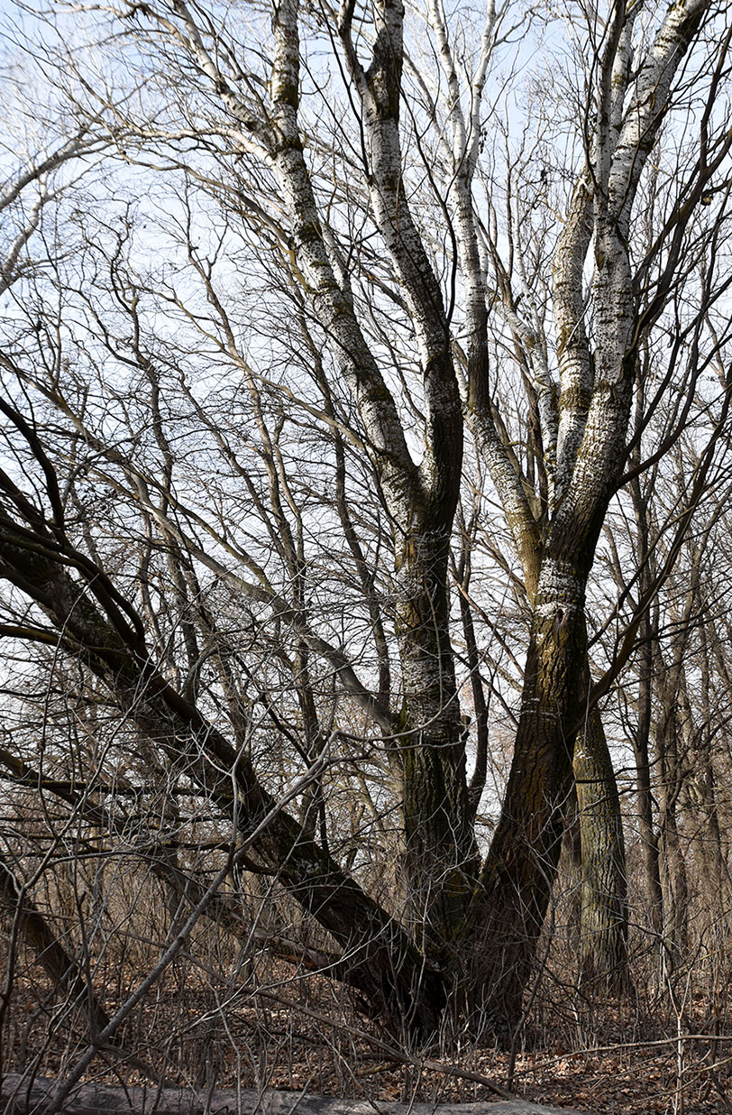 Изображение особи Populus alba.