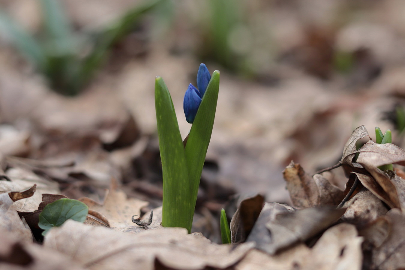 Изображение особи Scilla siberica.