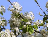 Pyrus calleryana. Часть ветви с соцветиями ('Chanticleer'). Испания, Каталония, пров. Жирона, комарка Баш-Эмпорда, муниципалитет Палафружель, ботанический сад \"Кап-Роч\". 27.03.2021.