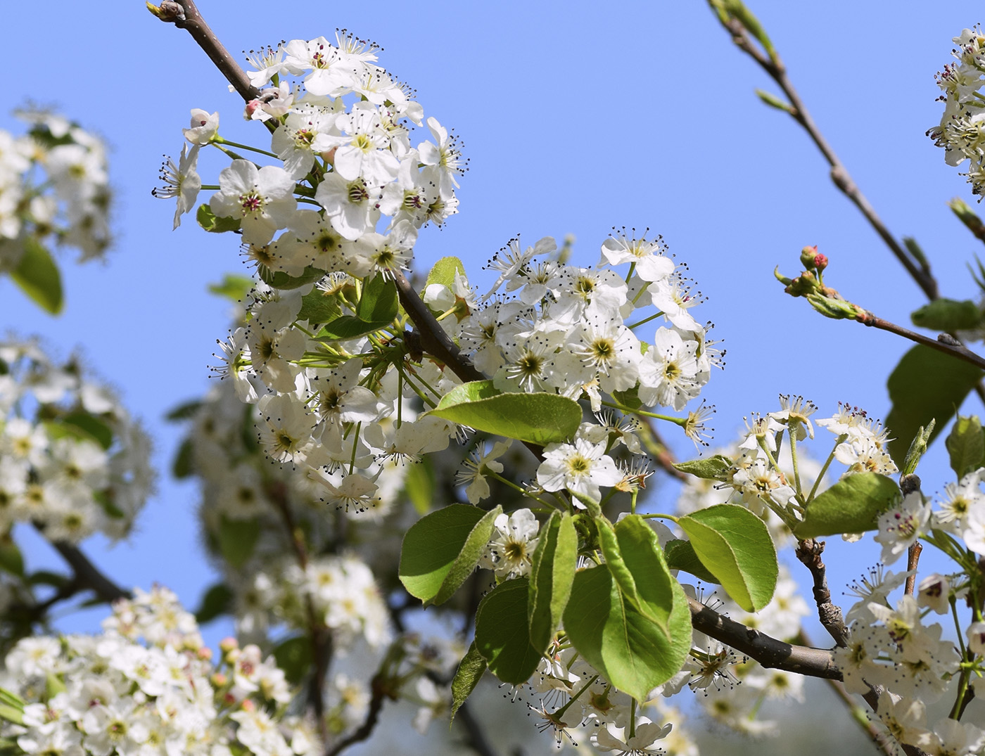 Image of Pyrus calleryana specimen.