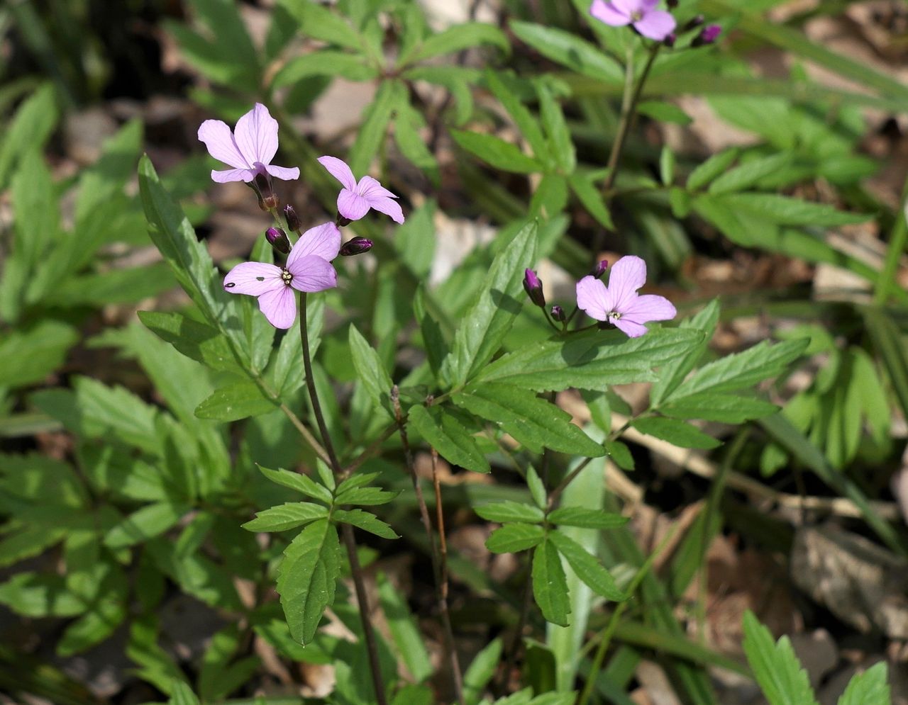 Изображение особи Cardamine quinquefolia.