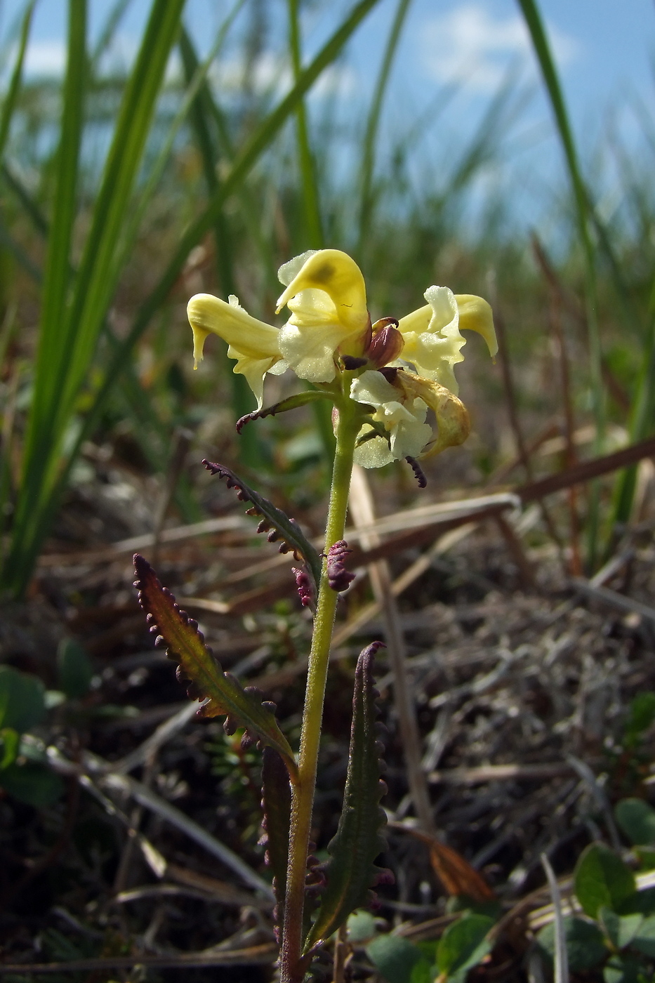 Изображение особи Pedicularis lapponica.