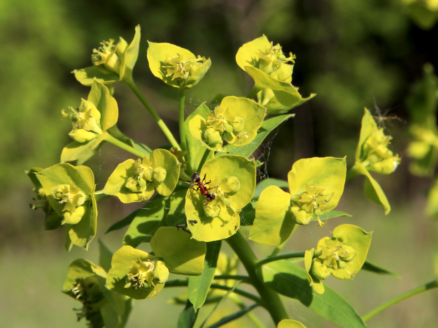 Изображение особи Euphorbia virgata.