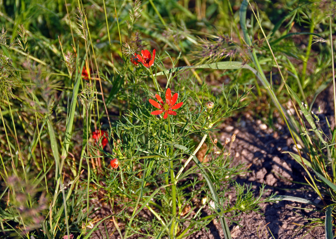 Image of genus Adonis specimen.