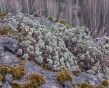 Artemisia frigida. Вегетирующее растение в сообществе с цветущей Schivereckia podolica. Пермский край, Лысьвенский р-н, долина р. Чусовая, камень Дужной, вершина скального выступа. 05.05.2021.