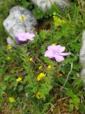 Linum hypericifolium