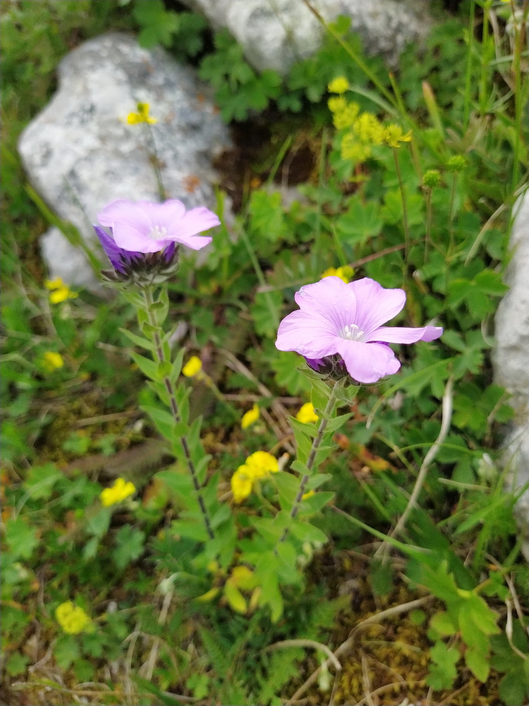 Изображение особи Linum hypericifolium.