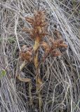 Orobanche krylowii