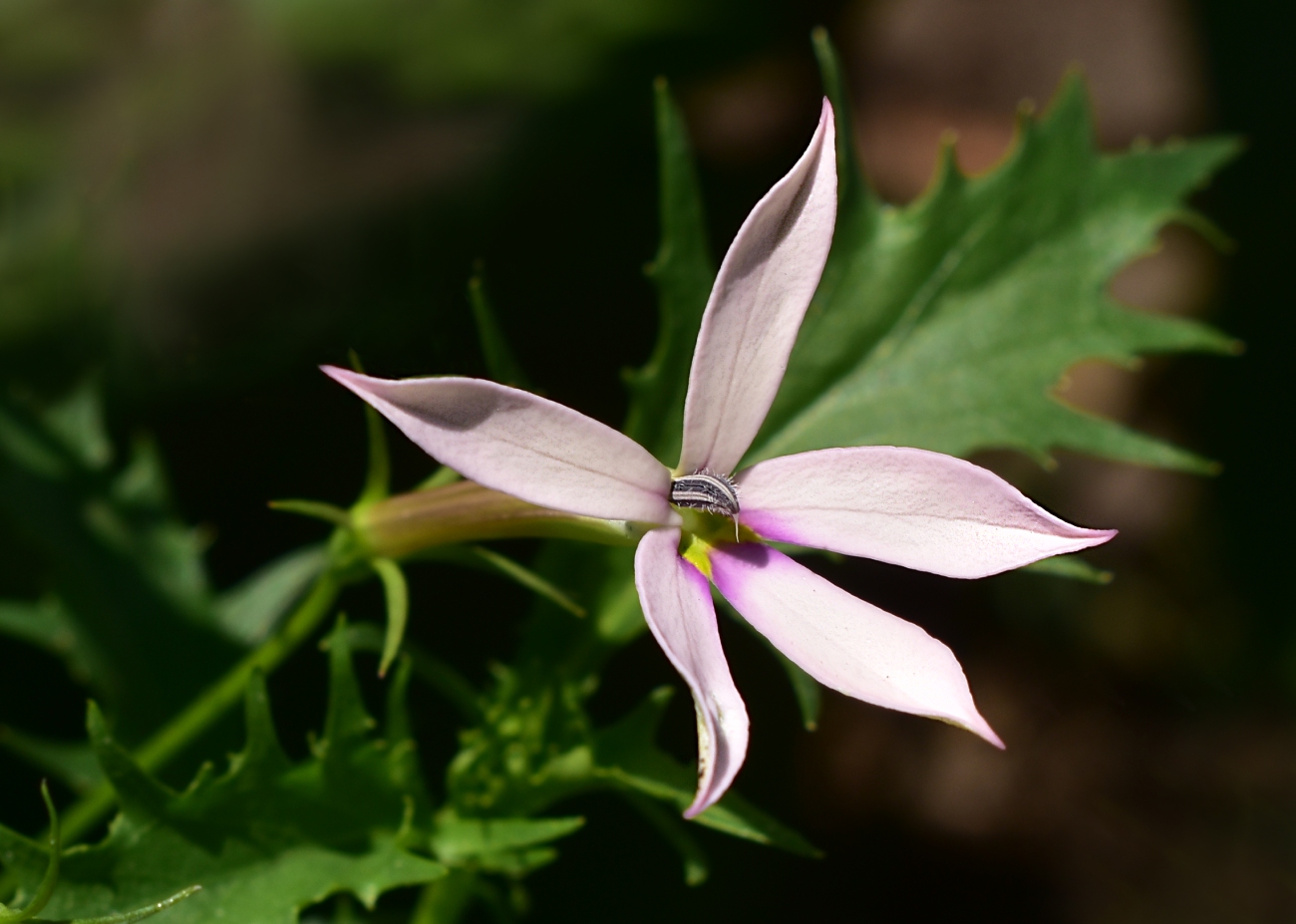 Image of Isotoma axillaris specimen.