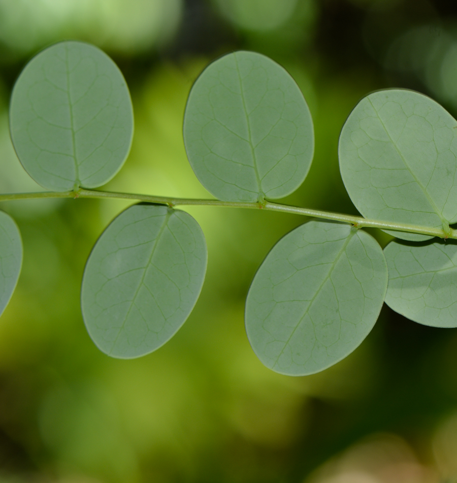 Image of genus Phyllanthus specimen.