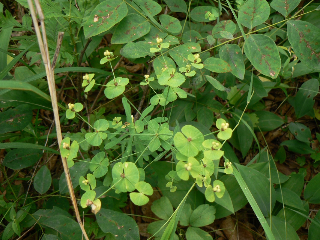 Image of Euphorbia borealis specimen.