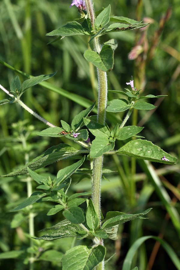 Изображение особи Origanum vulgare.