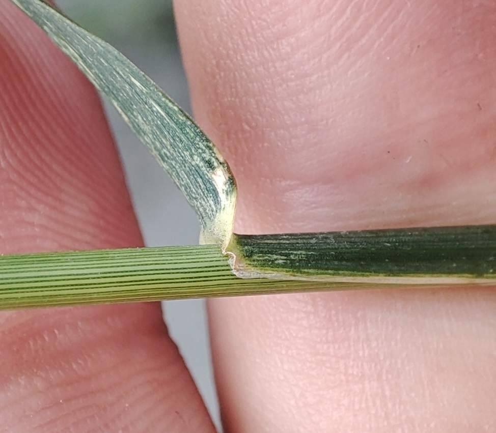 Image of genus Elymus specimen.
