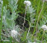 Antennaria friesiana