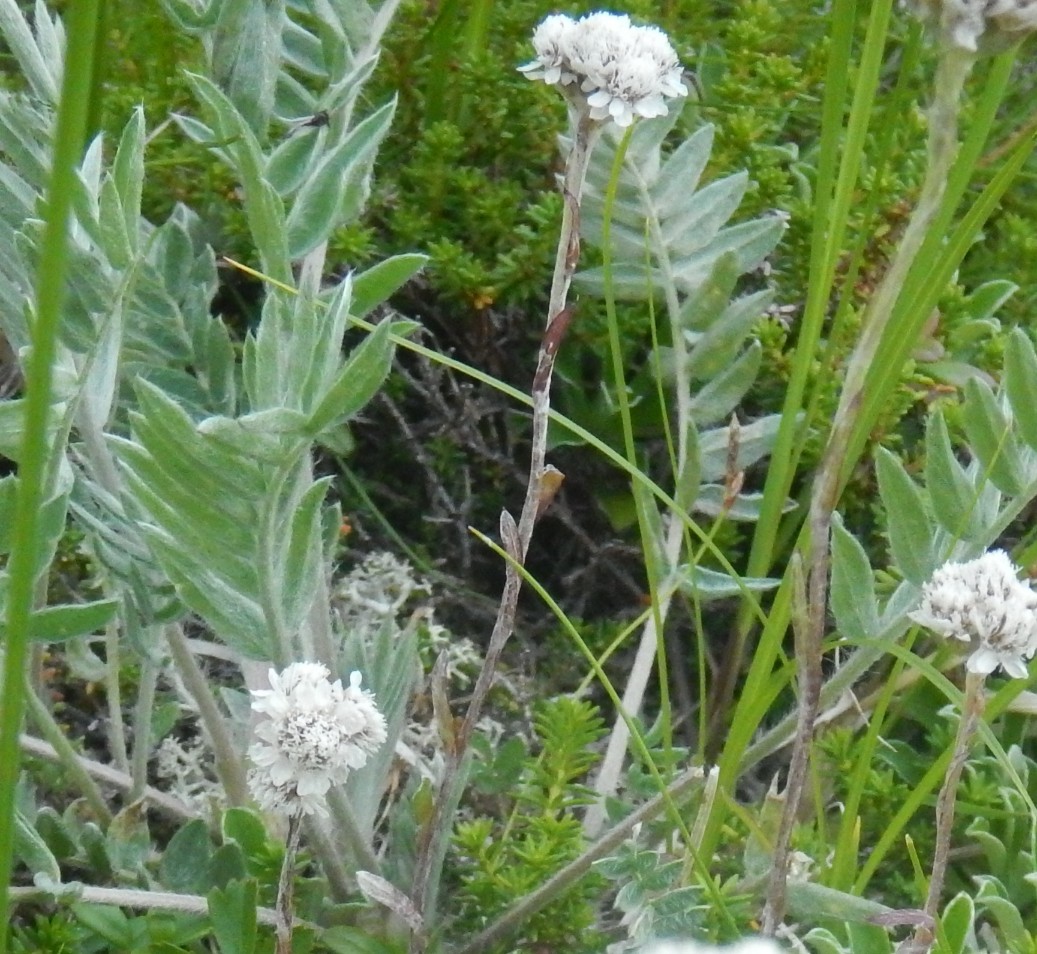 Image of Antennaria friesiana specimen.