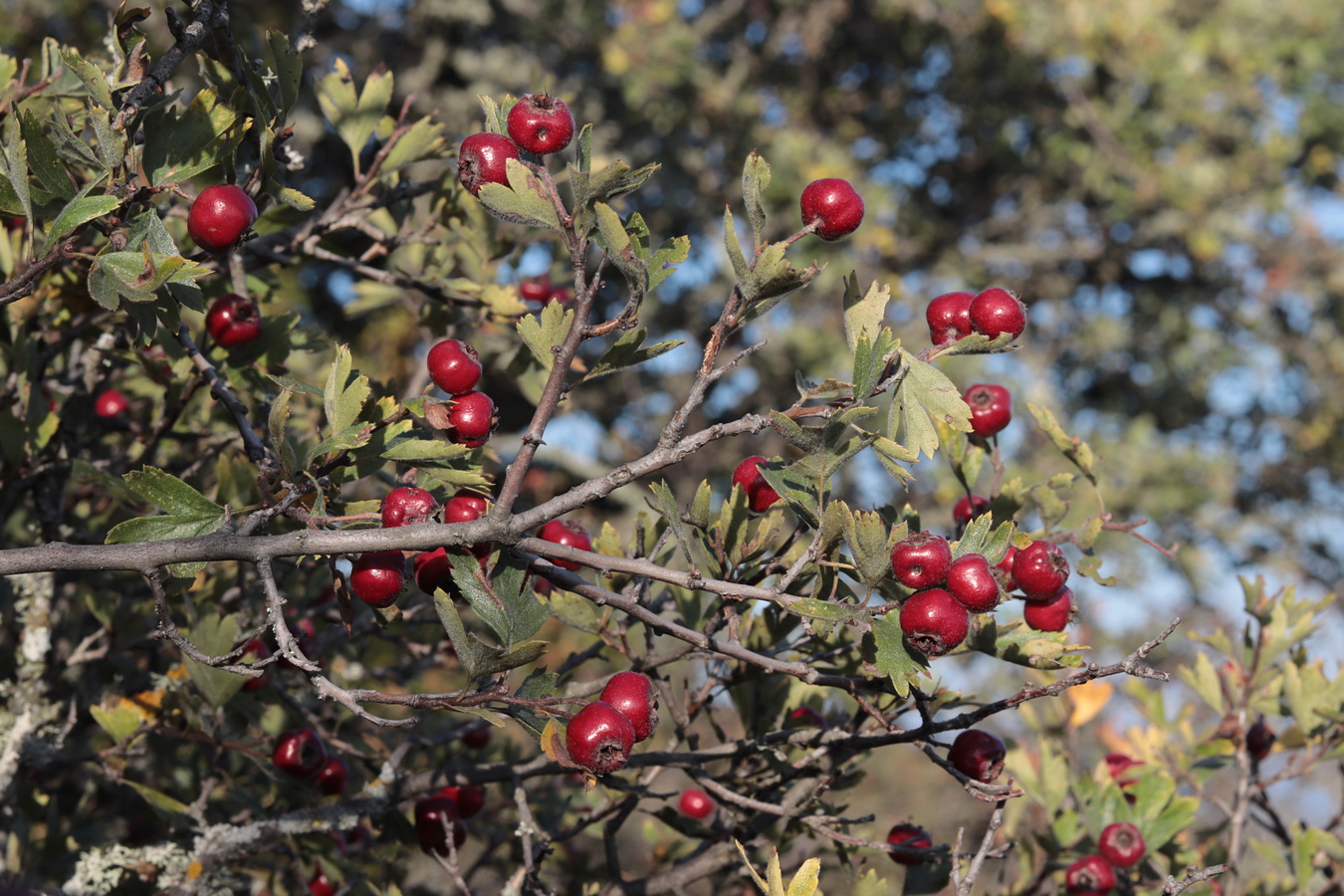 Изображение особи Crataegus &times; tournefortii.