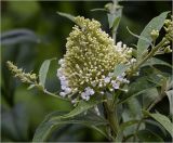 Buddleja davidii