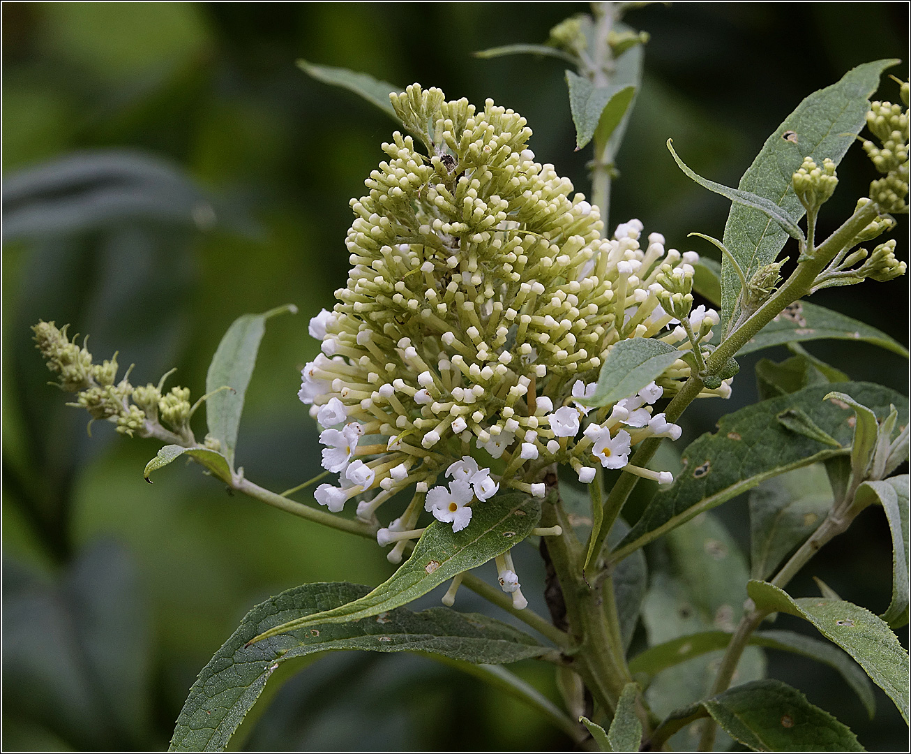 Изображение особи Buddleja davidii.