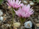 Crepis rubra