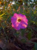 Petunia &times; hybrida