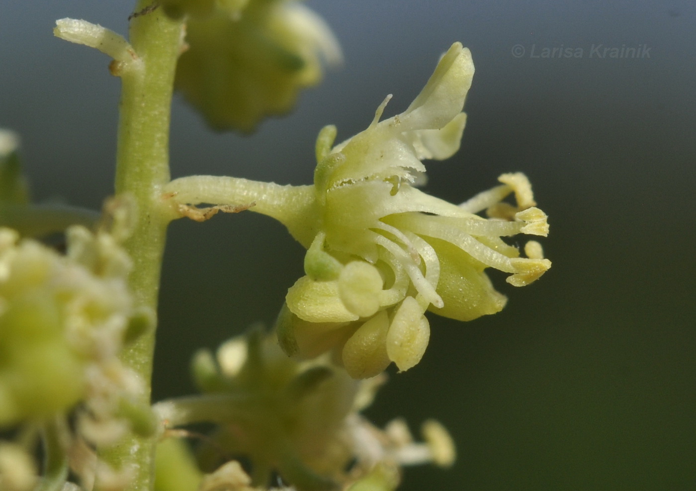 Изображение особи Reseda lutea.