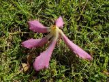 Ceiba speciosa. Опавший цветок. Израиль, г. Бат-Ям, в культуре. 11.10.2020.