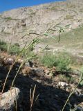 Euphorbia sororia. Верхушки плодоносящих растений. Южный Казахстан, Сырдарьинский Каратау, Юго-Восточный Каратау, горы Улькен-Актау, у входа в каньон р. Шабакты, надпойменная терраса. 22 мая 2021 г.