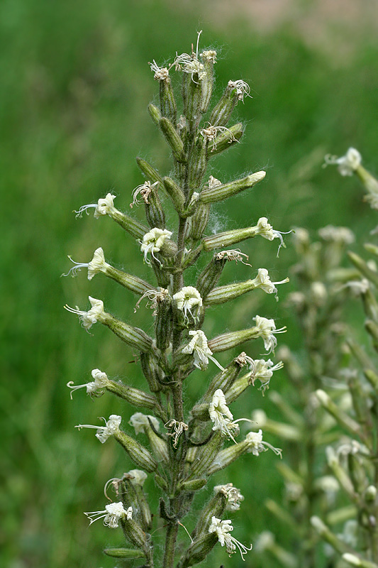 Image of Silene quadriloba specimen.