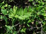Lonicera japonica