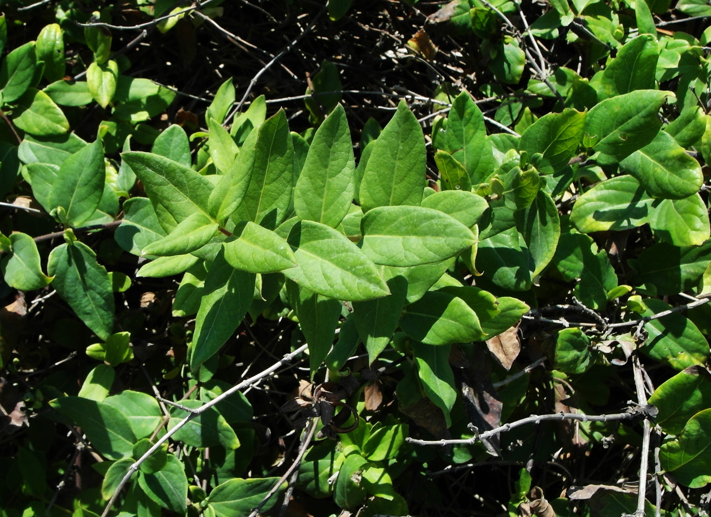 Изображение особи Lonicera japonica.