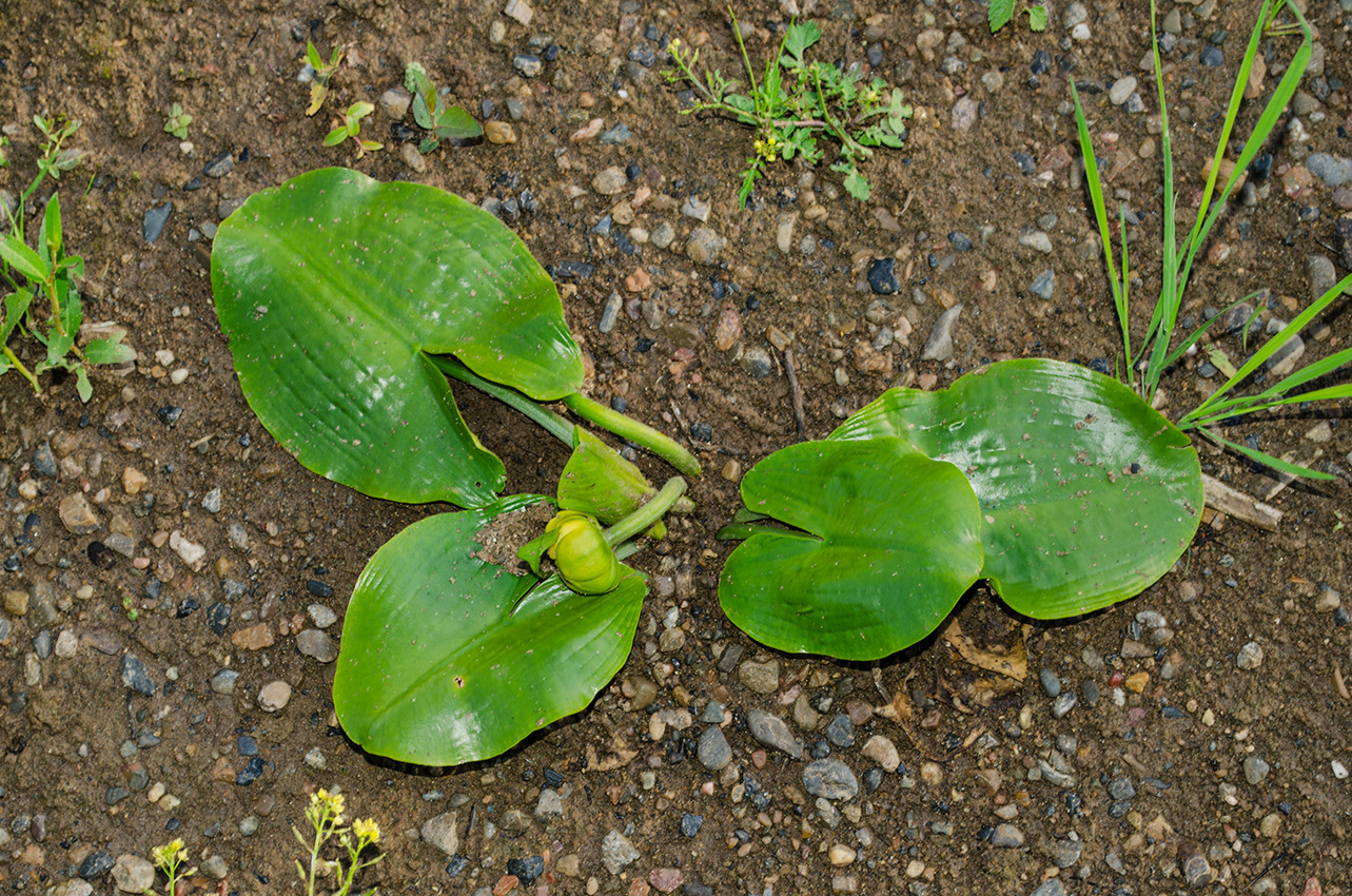 Image of Nuphar lutea specimen.