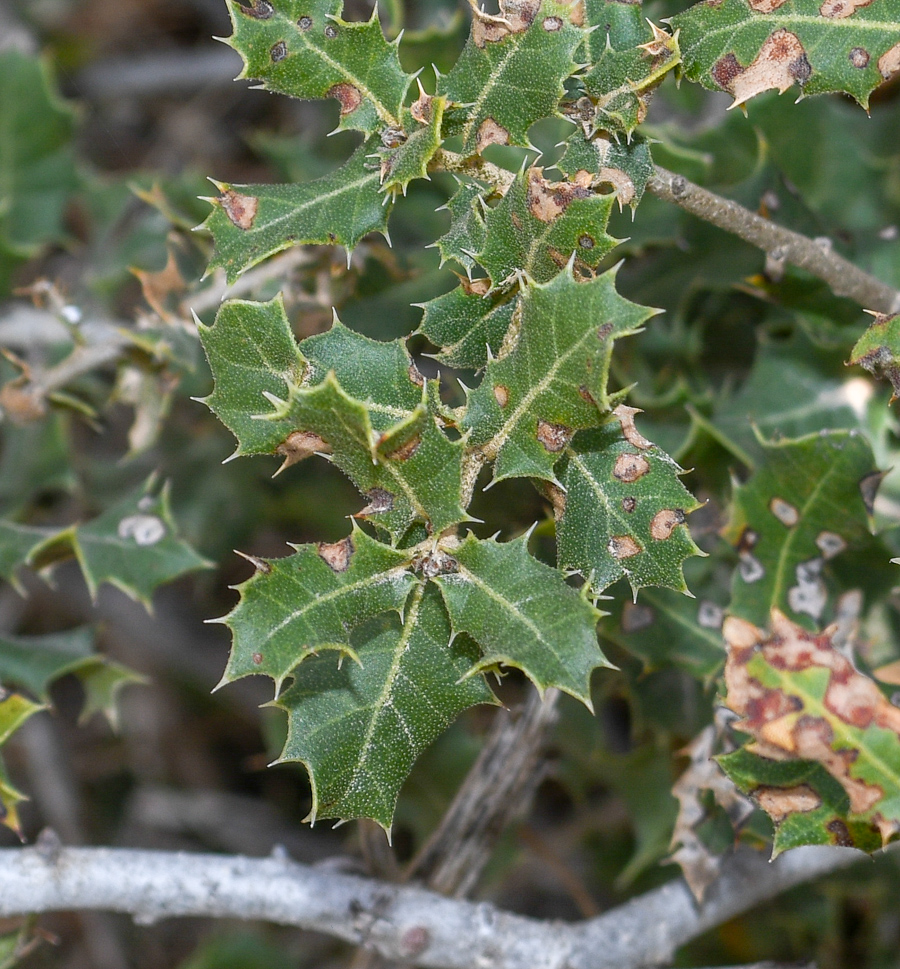 Image of Quercus calliprinos specimen.