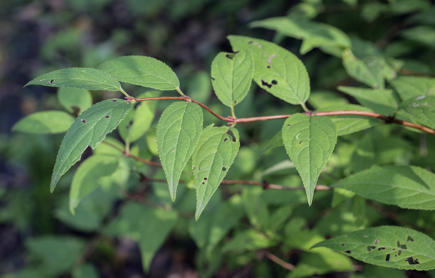 Image of genus Deutzia specimen.